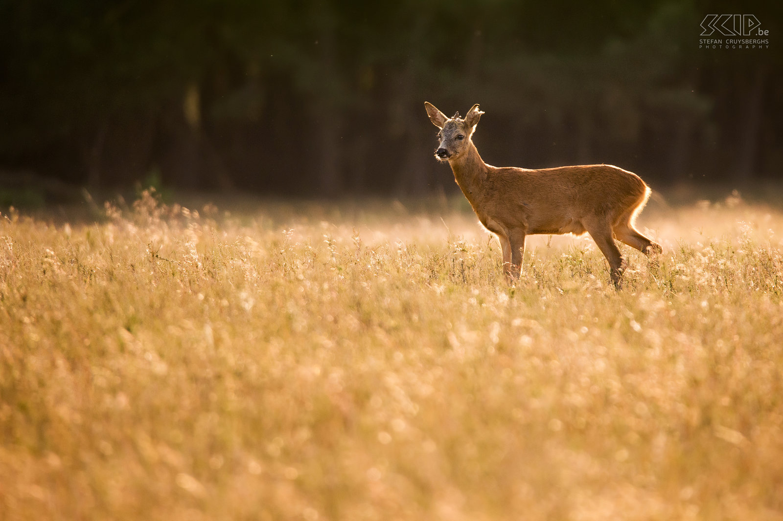 Ree tijdens gouden uur Een ree in de heide nabij Hilversum met prachtig gouden licht op het einde van een mooie zomer dag. Stefan Cruysberghs